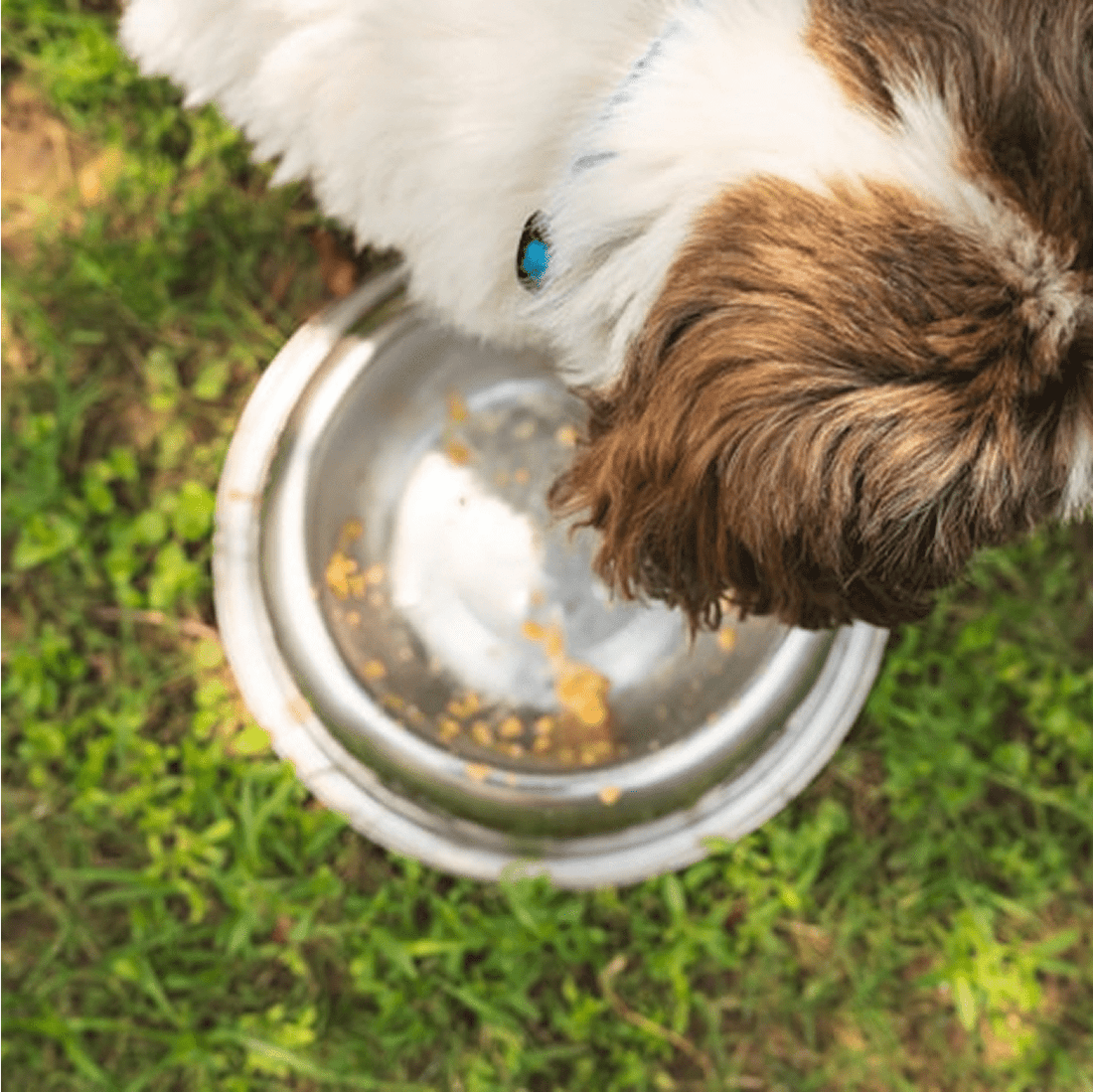 Itch-Relief Treats