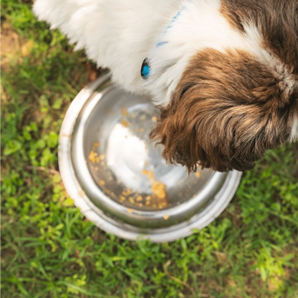 Itch-Relief Treats