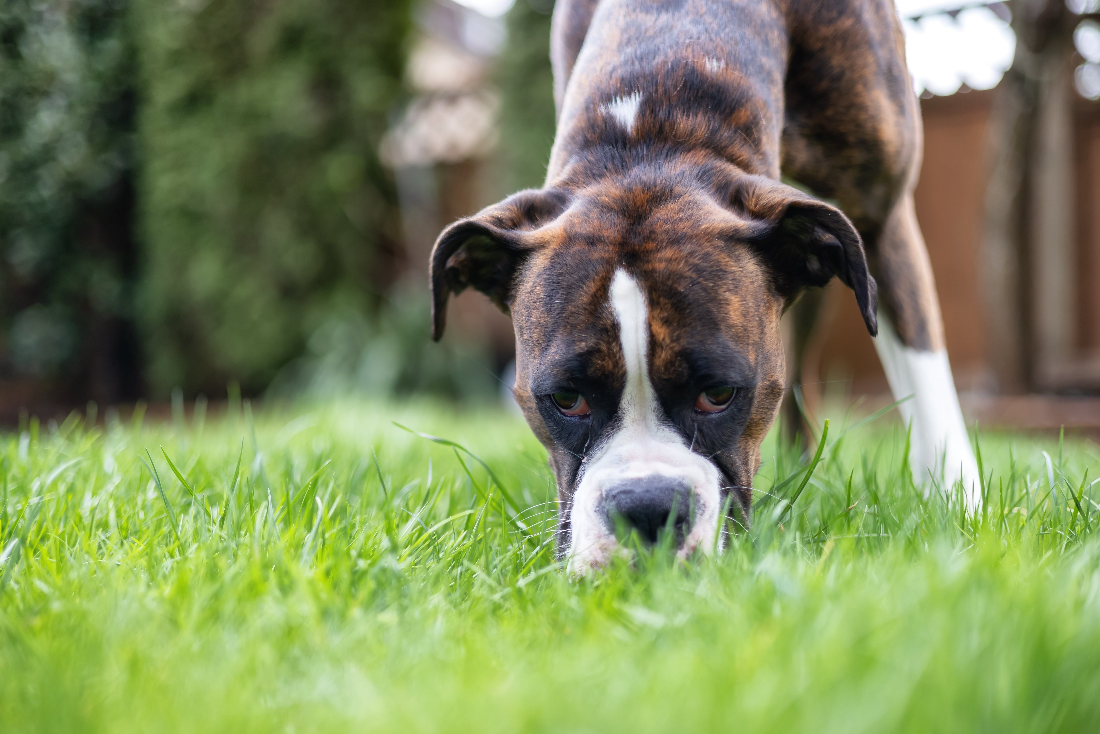 Why Does My Dog Keep Eating Grass? What It Really Means (And What Most Owners Get Wrong)