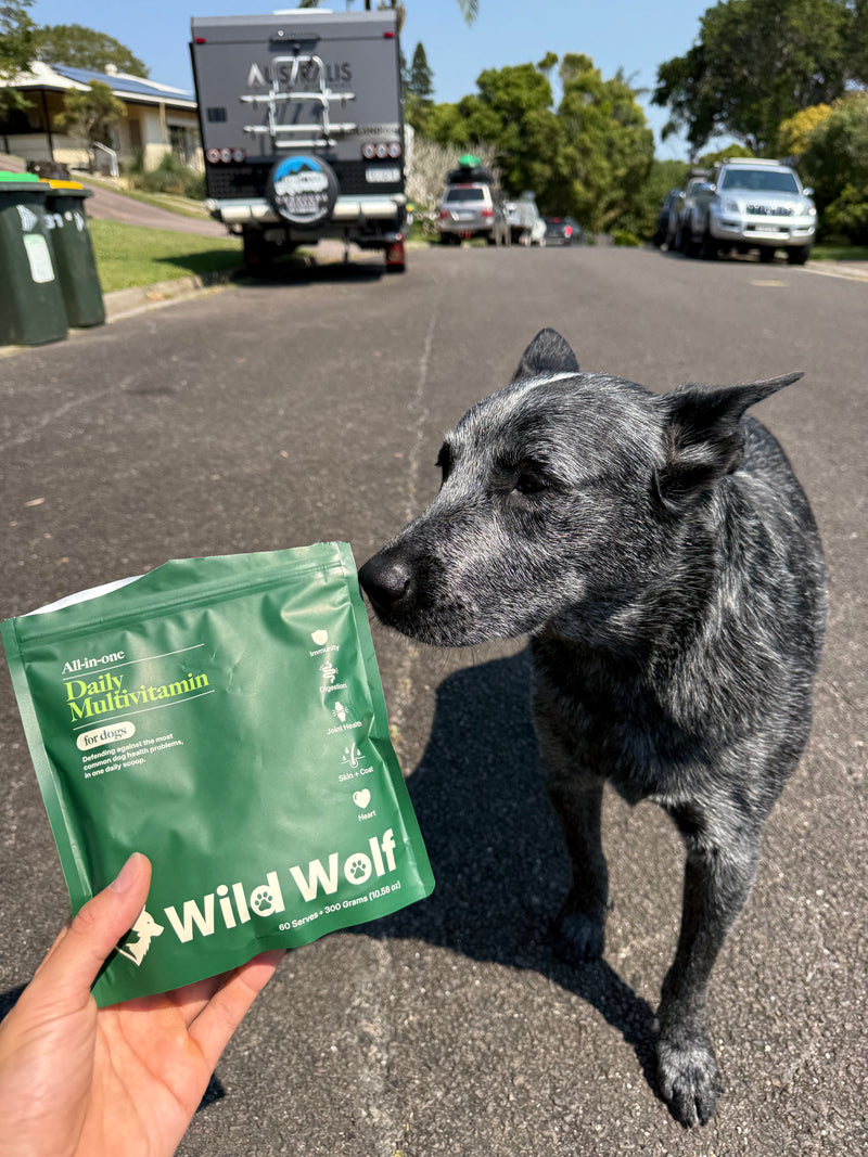 Dog sniffing a 'Wild Wolf' daily multivitamin package on a street.