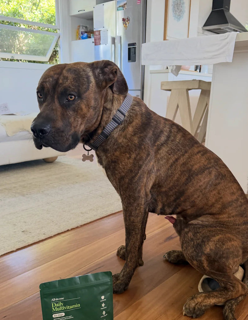 Brindle dog sitting on a wooden floor with a Wild wolf supplement packet in front of it.